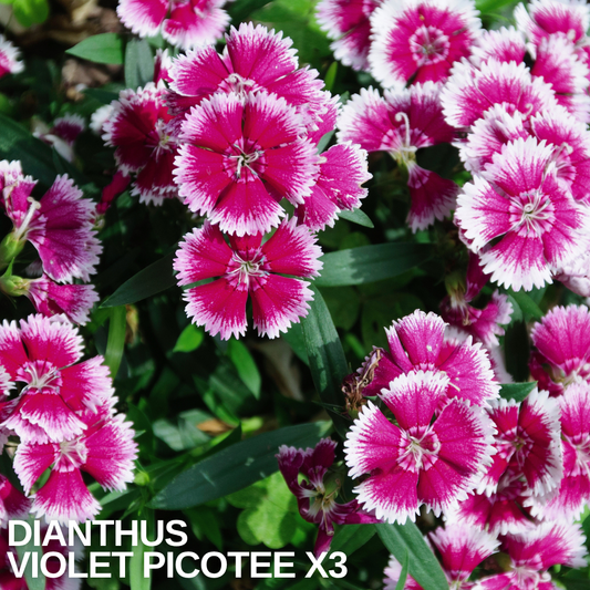 Dianthus Violet Picotee (Garden Pink) – Fragrant Evergreen Perennial (Set of 3 or 6)