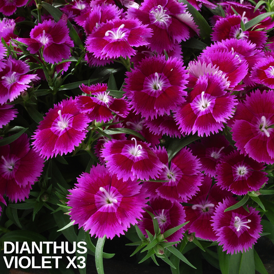 Dianthus Violet (Garden Pink) – Fragrant Evergreen Perennial (Set of 3 or 6)