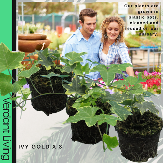 Ivy (Hedera helix Gold Variegated) – Evergreen Climber, Indoors or Out (Set of 3 or 6)