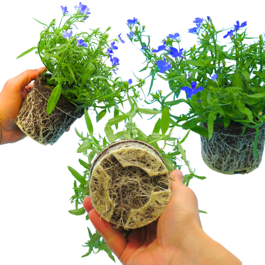 Lobelia 'Springs Dark Blue' – Summer Bedding (Set of 3 or 6)