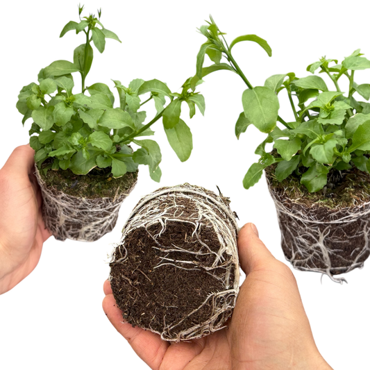 Lobelia 'Springs White' – Summer Bedding (Set of 3 or 6)