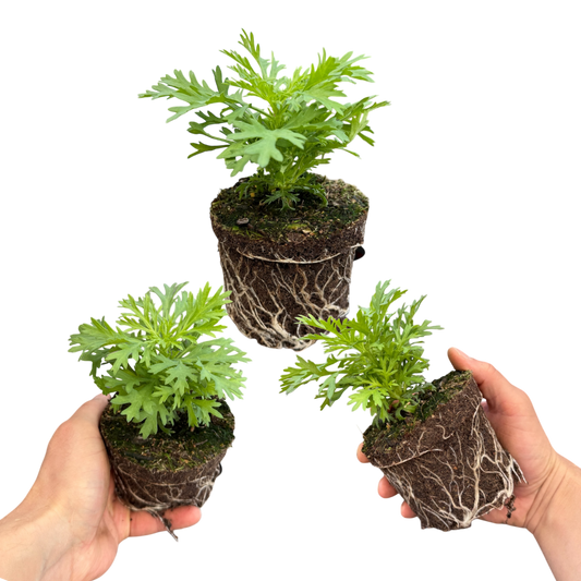Argyranthemum 'Madeira Yellow' (Marguerite Daisy) – Summer Bedding (3 or 6 x 10.5cm Pots)