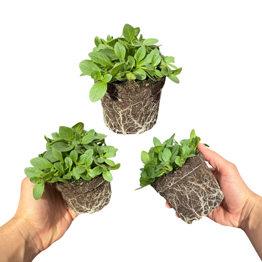 Petunia 'Dekko Deep Lavender Vein' (Trailing Petunia) – Summer Bedding (Set of 3 or 6)