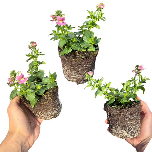 Nemesia 'Nuvo Rose' – Scented Summer Bedding (Set of 3 or 6)