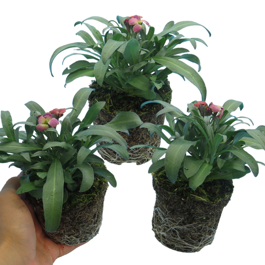 Wallflower Purple Bicolour (Erysimum) – Scented Spring Bedding (Set of 3 or 6)