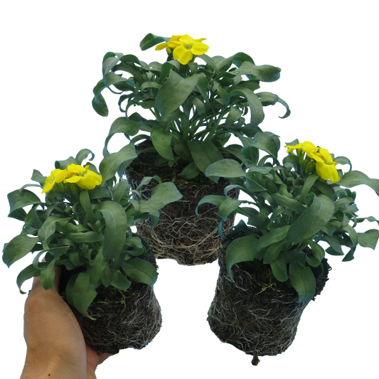 Wallflower Yellow (Erysimum) – Scented Spring Bedding (Set of 3 or 6)