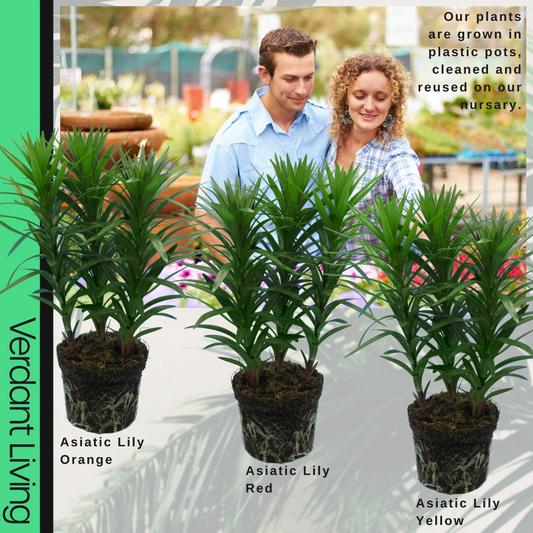 Asiatic Lily, Orange – Garden Lily (Set of 3 or 6)