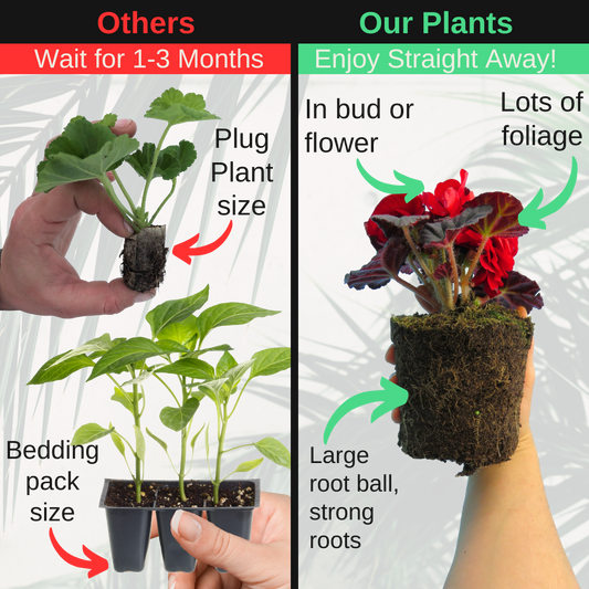 Begonia 'Nonstop Red' – Upright Tuberous Begonia (3 or 6 x 1L Pots)