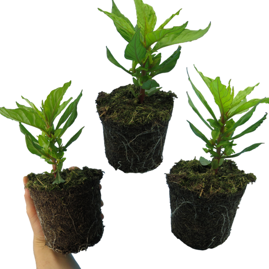 Celosia 'First Flame Red' – Plumed Cockscomb (Set of 3 or 6)