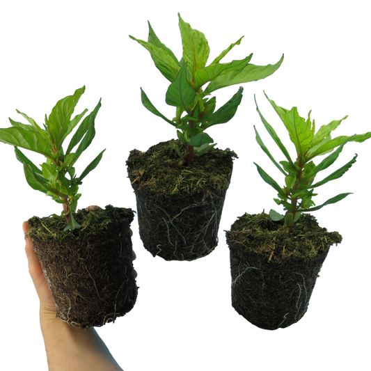 Celosia 'First Flame Yellow' – Plumed Cockscomb (Set of 3 or 6)