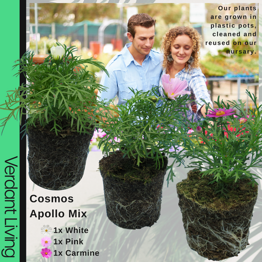 Cosmos 'Apollo' Mixed – Summer Bedding (Set of 3 or 6)