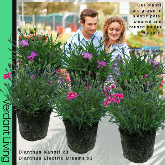 Dianthus 'Kahori' & 'Electric Dreams' (Garden Pinks) – Fragrant Perennials (Set of 6)