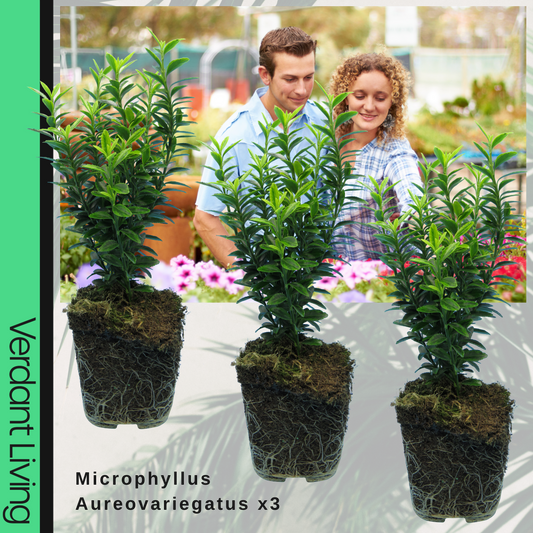 Euonymus japonicus 'Microphyllus Aureovariegatus' – Golden Evergreen Shrub (Set of 3 or 6)