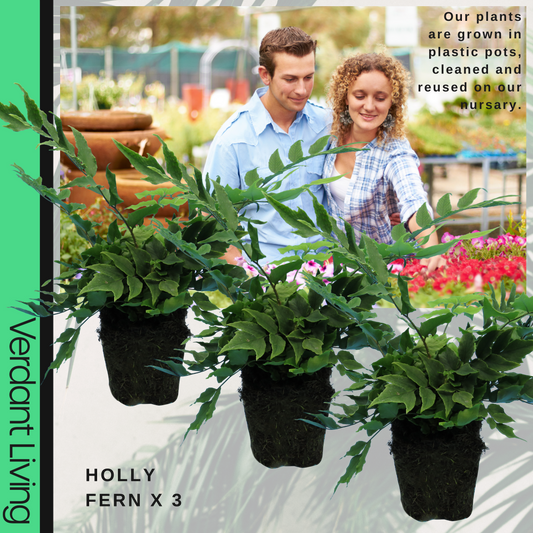Cyrtomium falcatum (Japanese Holly Fern) – Evergreen Fern (Set of 3 or 6)