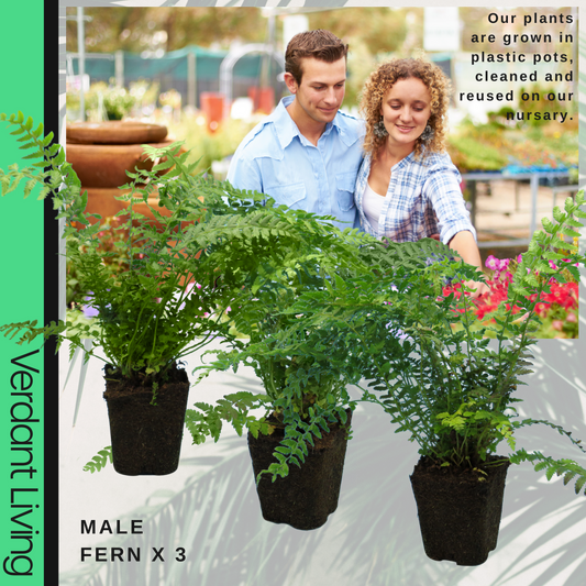 Dryopteris filix-mas (Male Fern) – Hardy Fern (Set of 3 or 6)