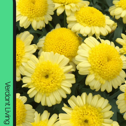 Argyranthemum 'Madeira Yellow' (Marguerite Daisy) – Summer Bedding (3 or 6 x 1L Pots)