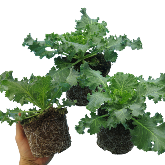 Ornamental Cabbage Red – Winter Bedding (Set of 3 or 6)