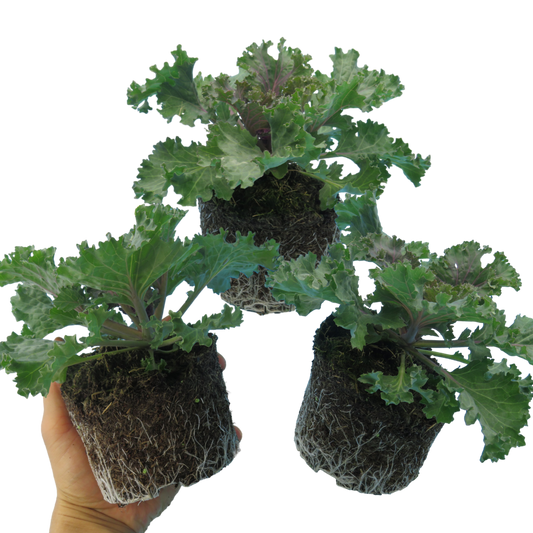 Ornamental Cabbage Rose – Winter Bedding (Set of 3 or 6)