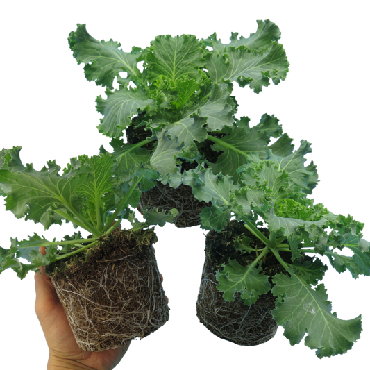 Ornamental Cabbage White – Winter Bedding (Set of 3 or 6)