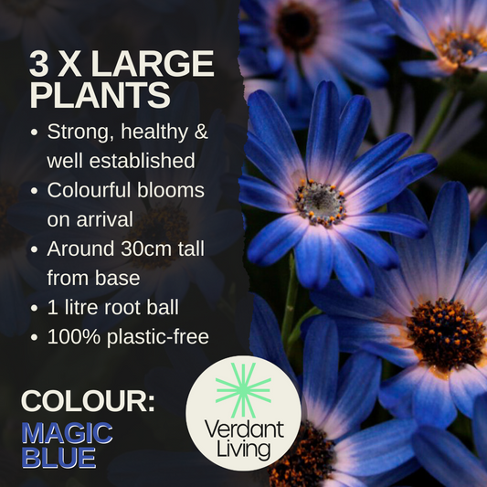 Senetti 'Magic Blue' (Pericallis) – Spring Bedding (Set of 3 or 6)