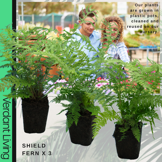 Polystichum aculeatum (Shield Fern) – Evergreen Fern (Set of 3 or 6)