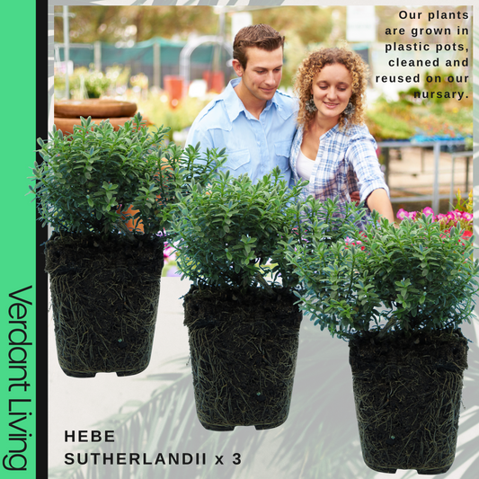 Hebe 'Sutherlandii' – Compact Evergreen Shrub (Set of 3 or 6)