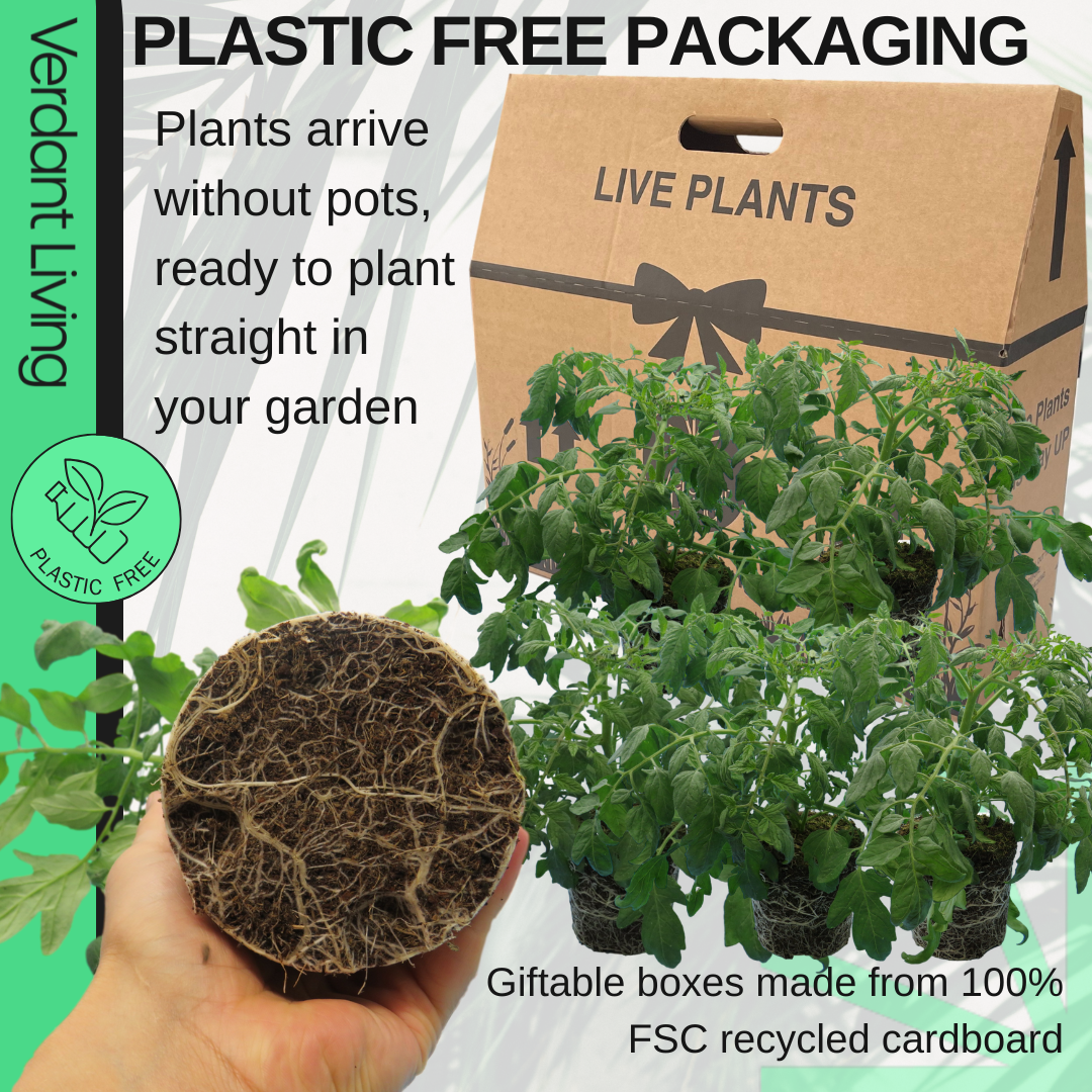 Tomato 'Tumbling Tom' – Trailing Cherry Tomato (1L, Set of 3 or 6)