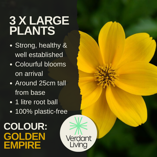 Bidens 'Golden Empire' – Trailing Summer Bedding (Set of 3 or 6)