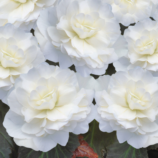 Begonia 'Mocca White' – Dark-Leaved Tuberous Begonia (2L Pot)