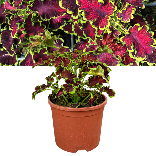 Coleus 'Mystical Rose' – Colourful Foliage (2L Pot)