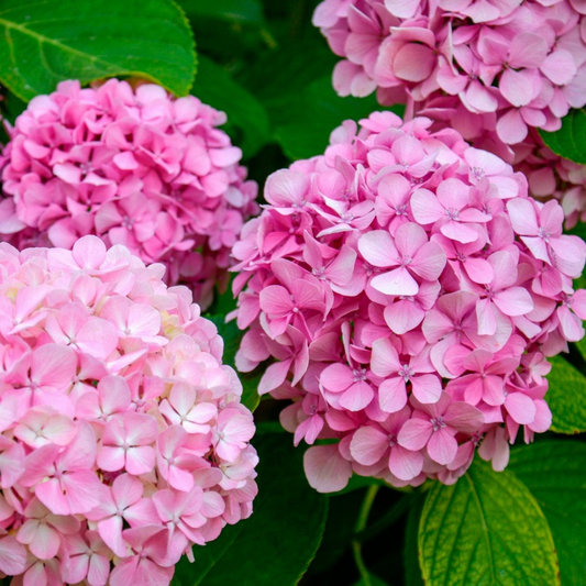 Hydrangea – Pink Flowering Shrub (2L Pot)