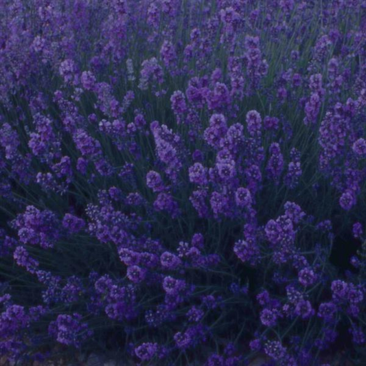 Lavender Dark Blue – Fragrant Evergreen Shrub (2L Pot)