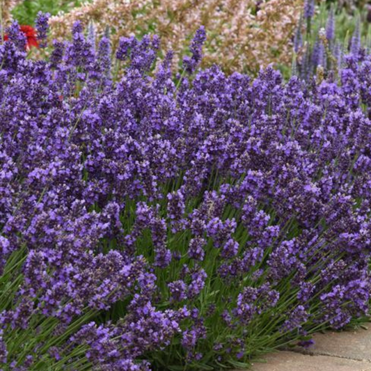 Lavender Light Blue – Fragrant Evergreen Shrub (2L Pot)