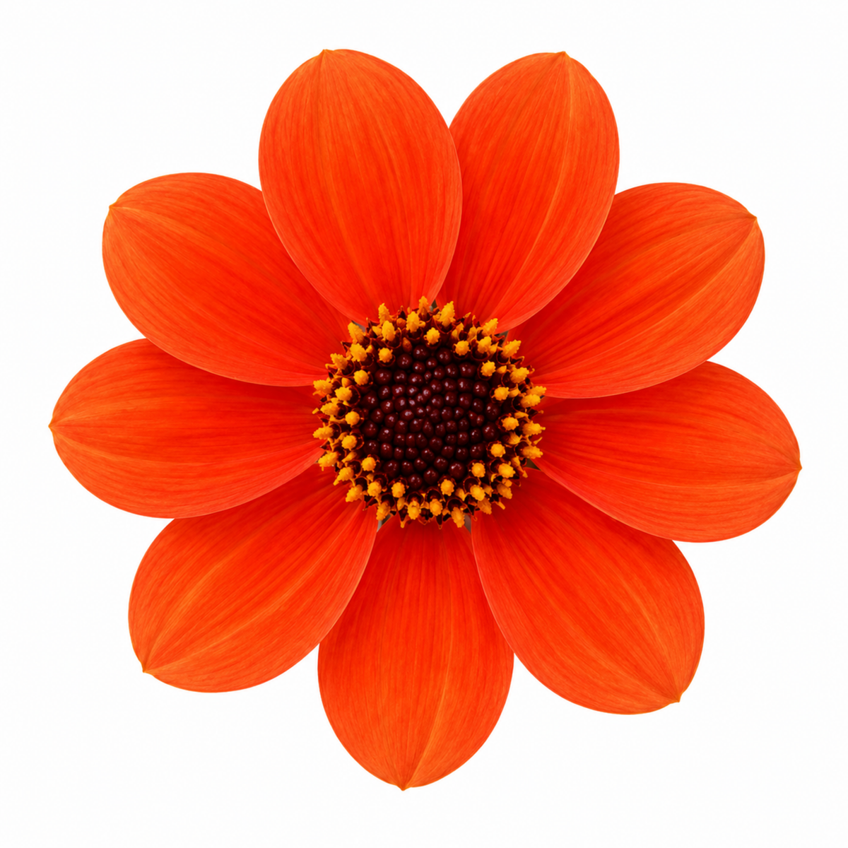 Dahlia 'Dahlegria Orange' – Summer Flowering Perennial (3L Pot)