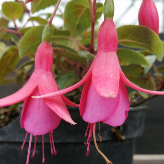 Fuchsia – Upright Bush Fuchsia (3L Pot)
