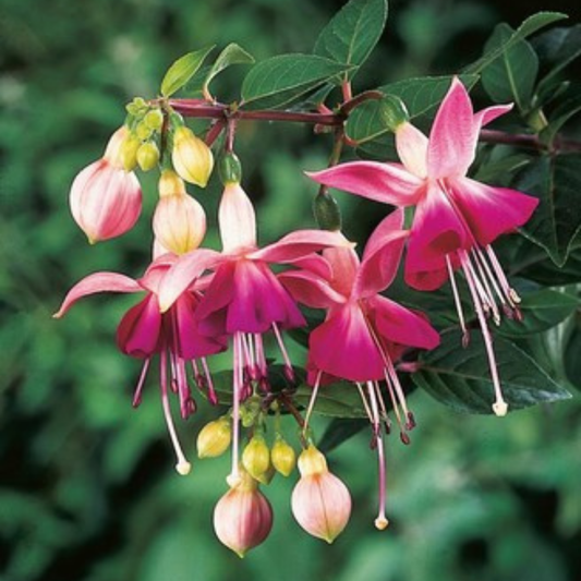 Fuchsia 'Paula Jane' – Upright Bush Fuchsia (3L Pot)