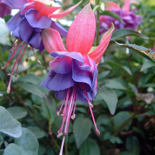 Fuchsia 'Winston Churchill' – Upright Bush Fuchsia (3L Pot)