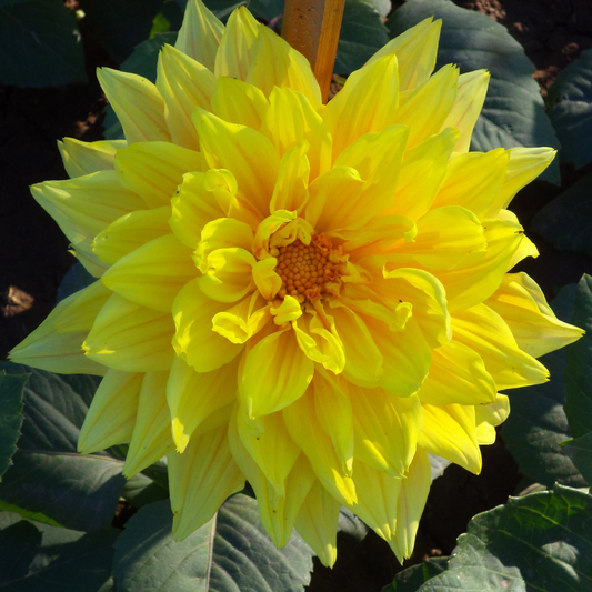 Dahlia 'Maggiore Yellow' – Decorative Bedding Dahlia (3L Pot)