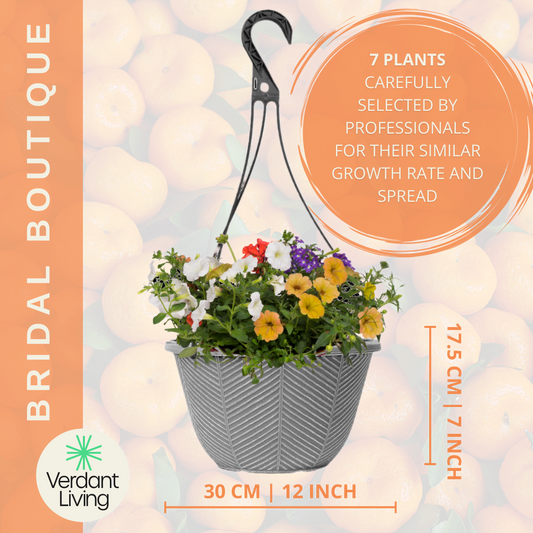 Tangerine Twist Hanging Basket – Ready Planted Summer Display (7 Plants)
