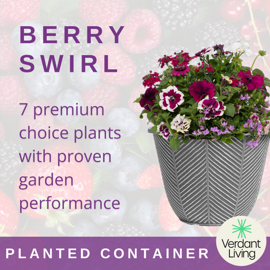 Berry Swirl Patio Container – Ready Planted Summer Display (7 Plants)