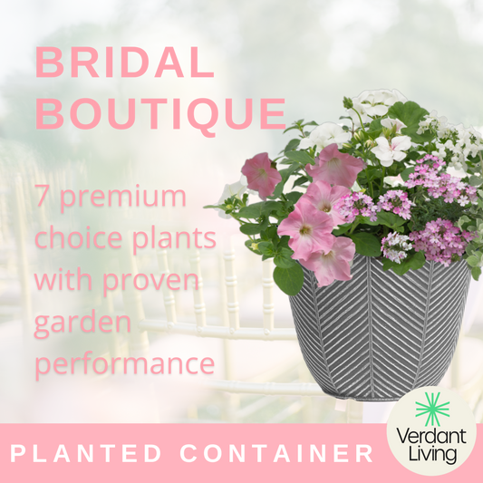 Bridal Bouquet Patio Container – Ready Planted Summer Display (7 Plants)
