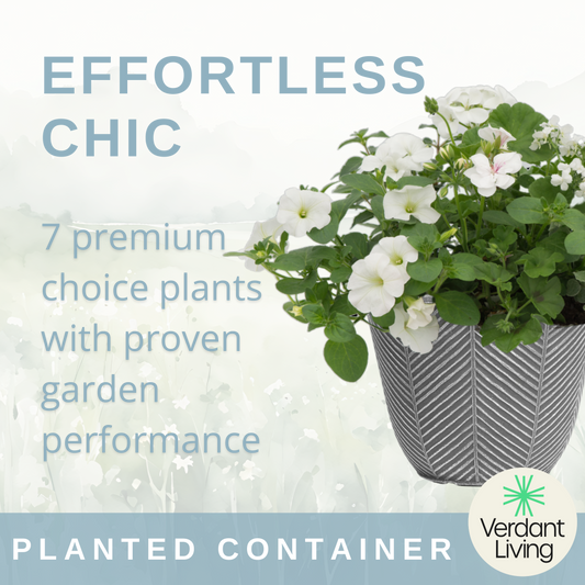 Effortless Chic Patio Container – Ready Planted Summer Display (7 Plants)