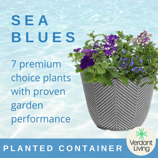 Sea Blues Patio Container – Ready Planted Summer Display (7 Plants)