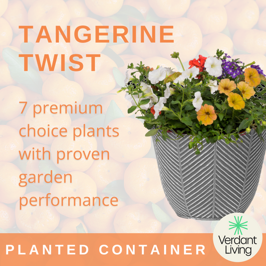 Tangerine Twist Patio Container – Ready Planted Summer Display (7 Plants)