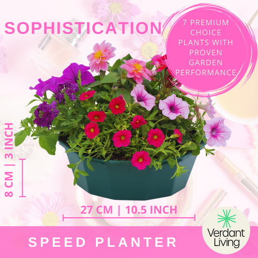 Sophistication Speedplanter – Ready Planted Summer Display (7 Plants)