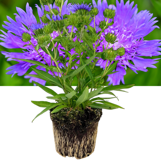 Stokesia 'Mel's Blue' (Stokes' Aster) – Hardy Perennial (3L Pot)