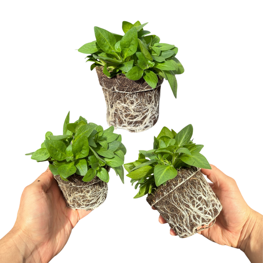 Petunia Surfinia Deep Red – Trailing Petunia (Set of 3 or 6)