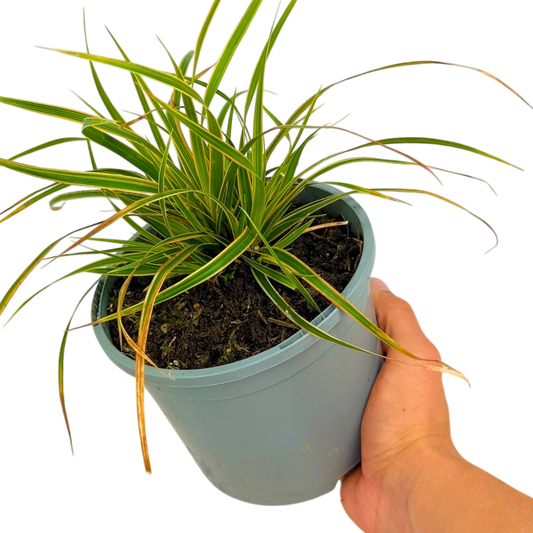 Carex 'Everglow' (Japanese Sedge) – Evergreen Ornamental Grass (2L Pot)