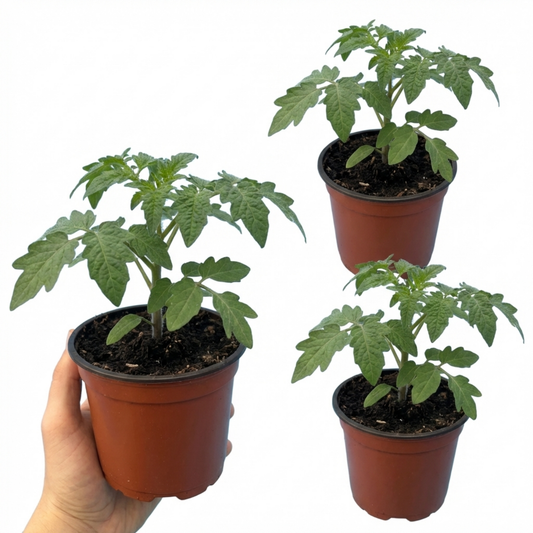 Tomato 'Rose Crush' – Beefsteak Cordon Tomato (Set of 3 or 6)