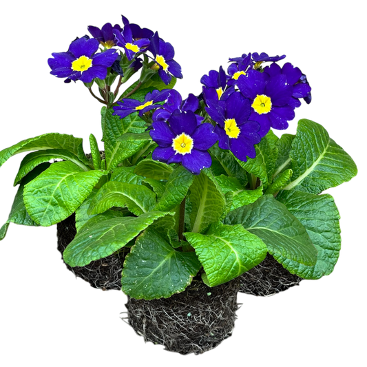 Polyanthus Blue – Hardy Winter and Spring Bedding (Set of 3 or 6)